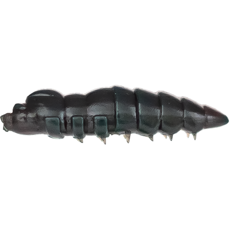 ASB Lures - Cajus - 014 ASB Lures - Cajus - 014