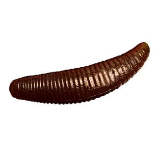 Bruchi - 004
