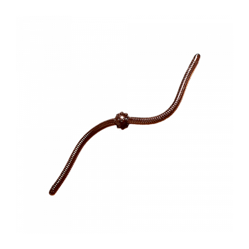 Trout Baits Jara - Jum Jum - 004 Trout Baits Jara - Jum Jum - 004
