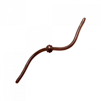Jum Jum - 004
