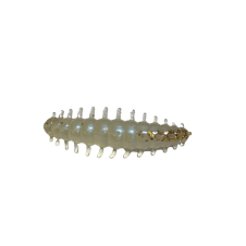 ASB Lures - ACI - 002