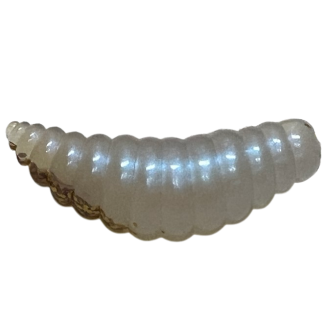 ASB Lures - Jumbo - 002