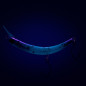 Probaits CFG - Tumbling Banana 10317 Probaits CFG - Tumbling Banana 10317