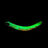 Probaits CFG - Tumbling Banana 10432 Glow