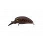 Timon - Micro Panicra MR-F Rattle Tackey Brown Timon - Micro Panicra MR-F Rattle Tackey Brown