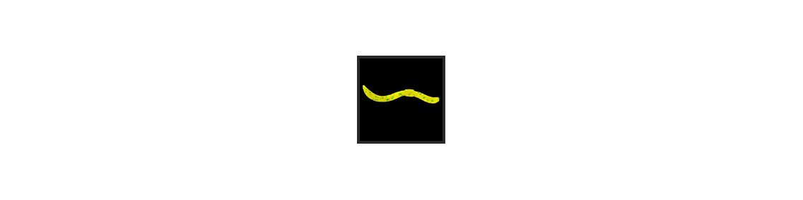 Dendrobaena